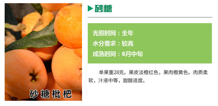 枇杷树苗种基地在哪里
