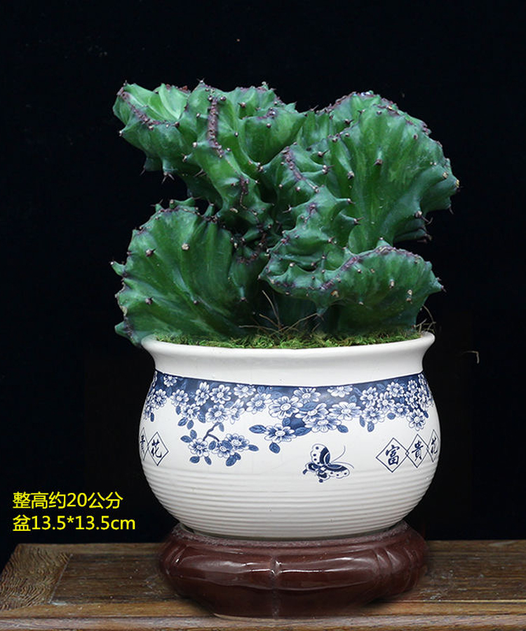 元井汇玉麒麟盆栽仙人掌花卉室内绿植春峰麒麟 玉麒麟(富贵盆) 带盆栽