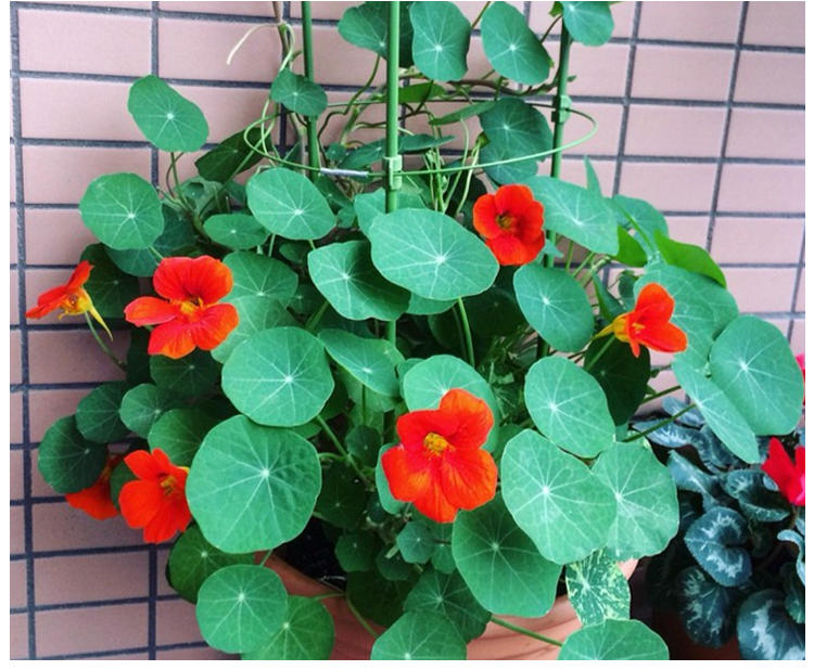 旱荷花种子旱金莲种子四季易种室内阳台盆栽花卉花籽旱金莲黄色半斤新