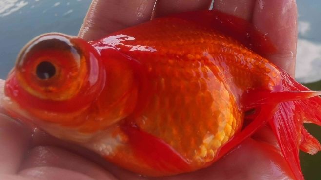 金鱼黑龙睛红花龙睛红龙睛金鱼风水鱼观赏鱼活冷水小金鱼 9-11厘米 黑