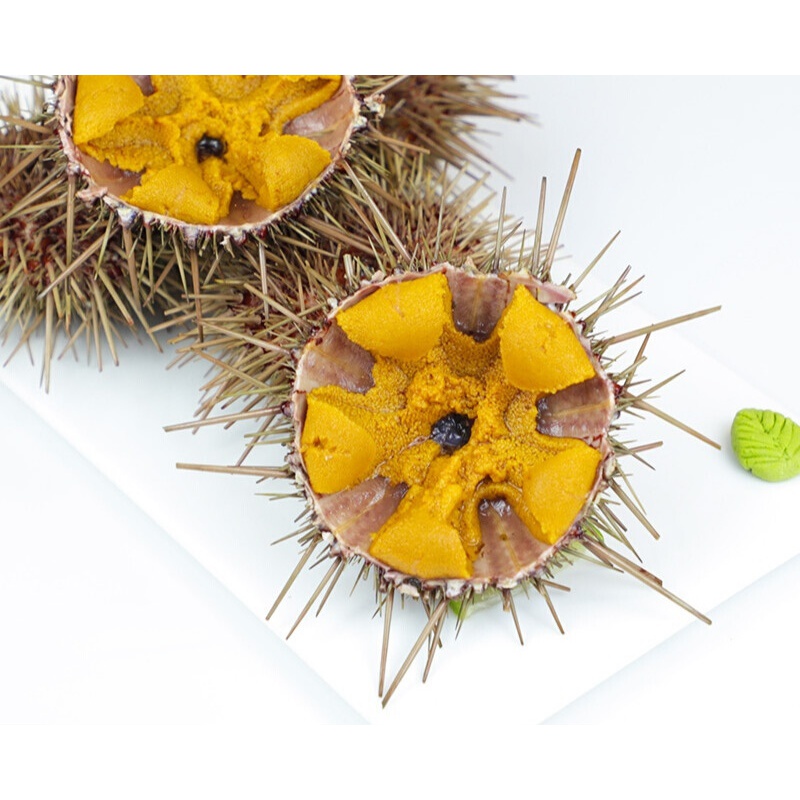 黄海胆鲜活即食大连小平岛新鲜食材料黄金海胆刺身生鲜海水产活鲜750g