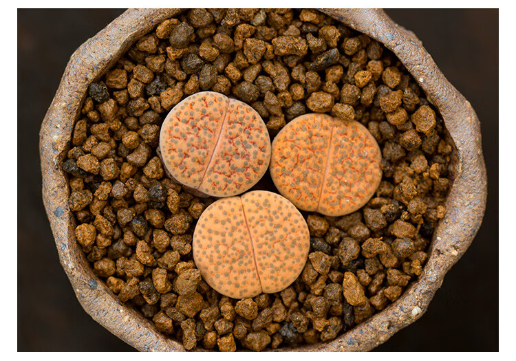 微纹玉生石花多肉植物萌肉肉屁股花屁屁室内小盆栽云南多肉橙微纹25年