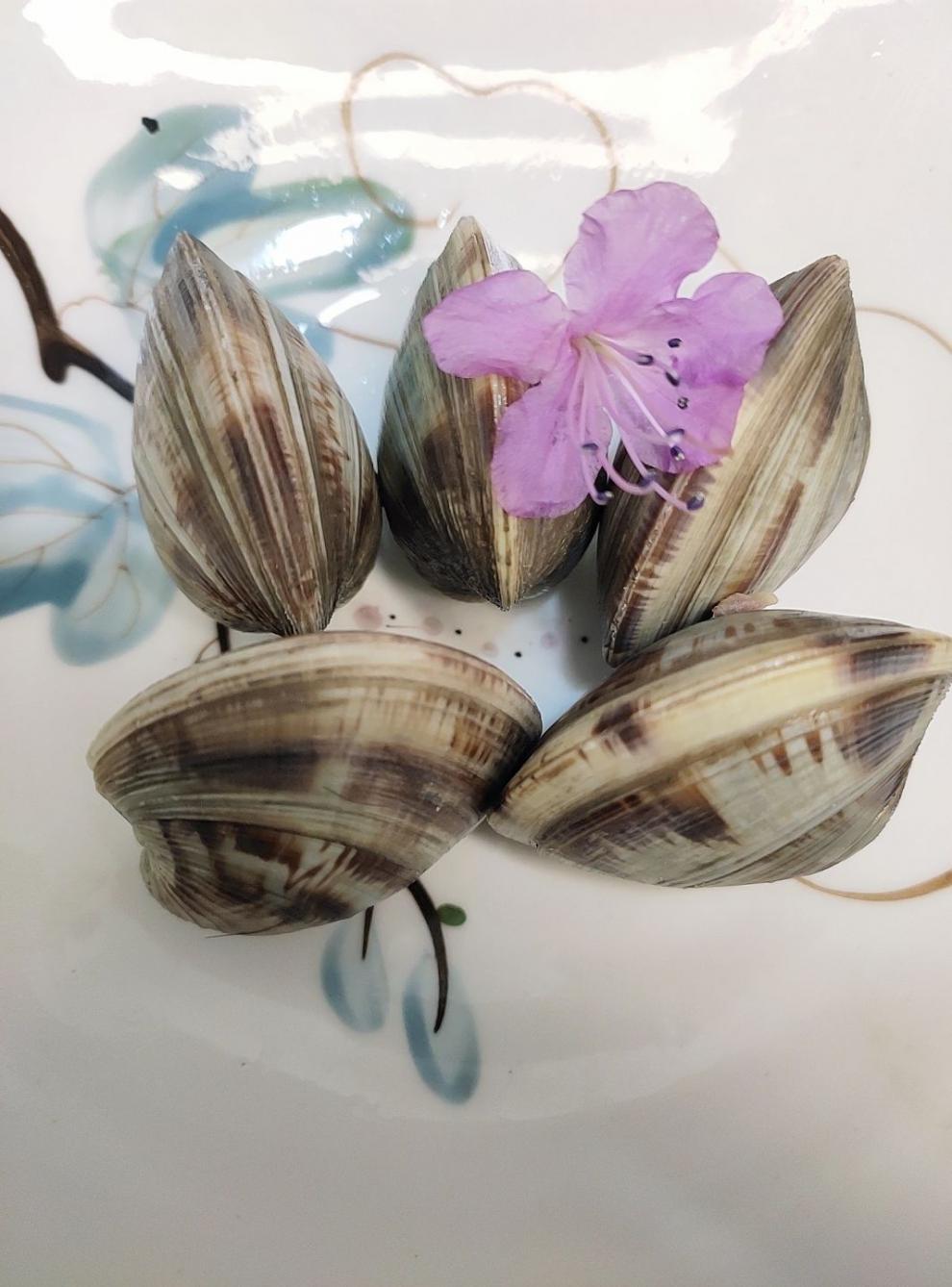 鲜活大蛤蜊铁蛤文蛤美贝四不像大个无沙花甲贝类海鲜 昌盛隆 10斤