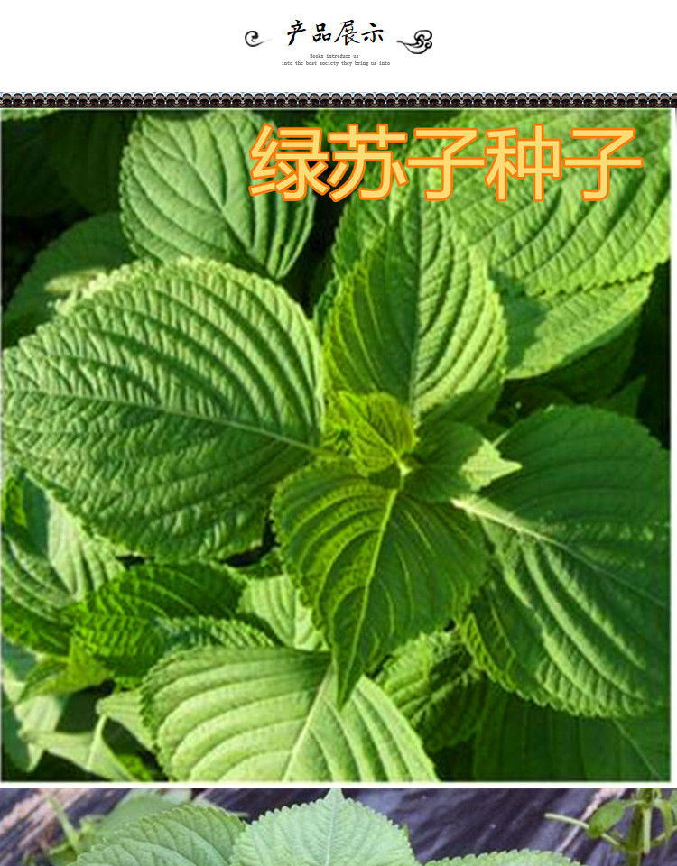 绿苏子种籽 绿苏种子 绿苏叶种籽 草本中药材中草药野菜特色蔬菜 绿