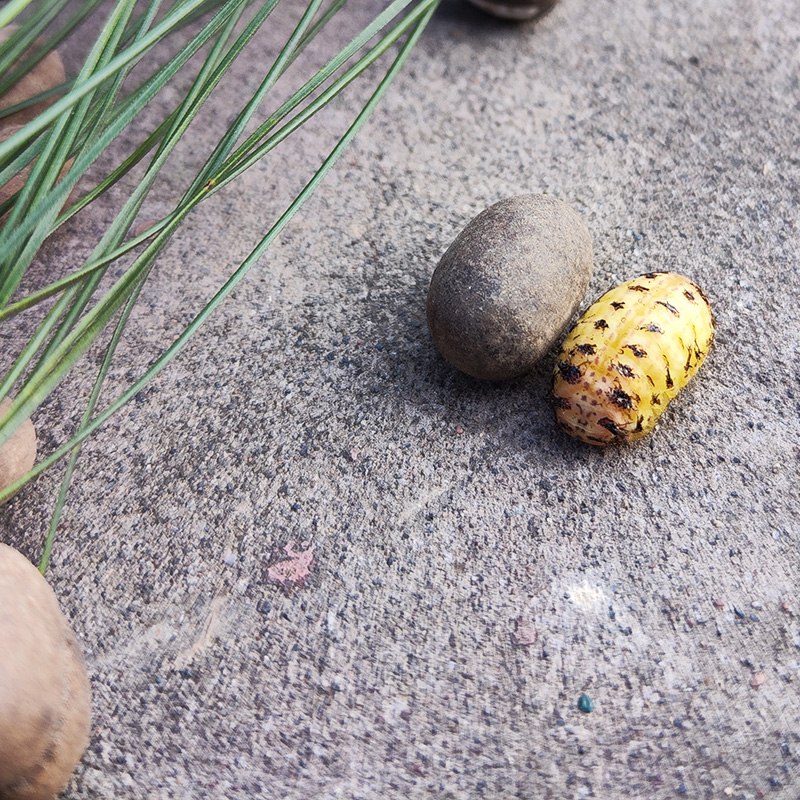 蜜袋鼯仓鼠粮食零食坦克虫洋辣子鼠松鼠啦虫金丝熊杨拉罐食用完好硬壳