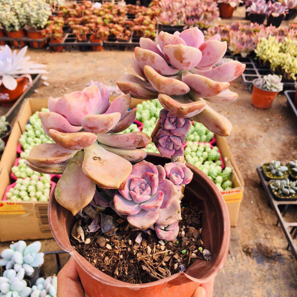 紫乐多肉紫乐老桩多头超大华丽风车单头裸根不带土