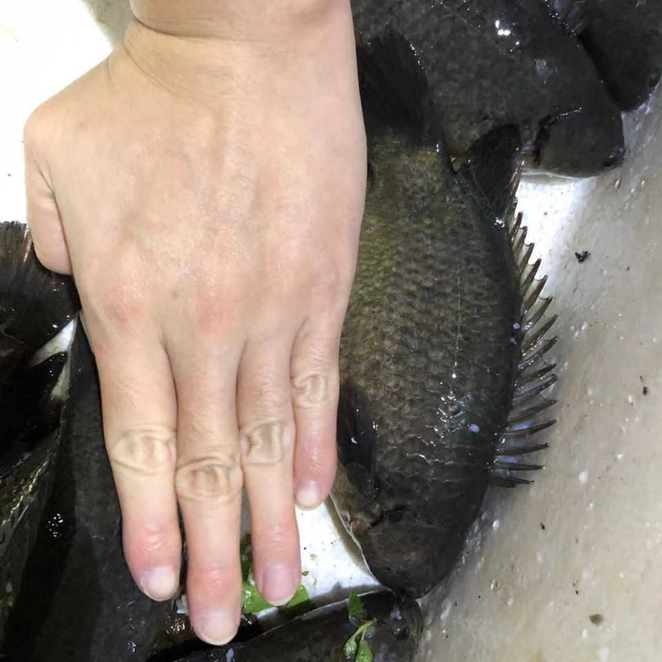 荣郁 龟壳攀鲈鱼过山鲫广西兵器海巴毛鱼淡水鱼热带鱼观赏鱼会走路的