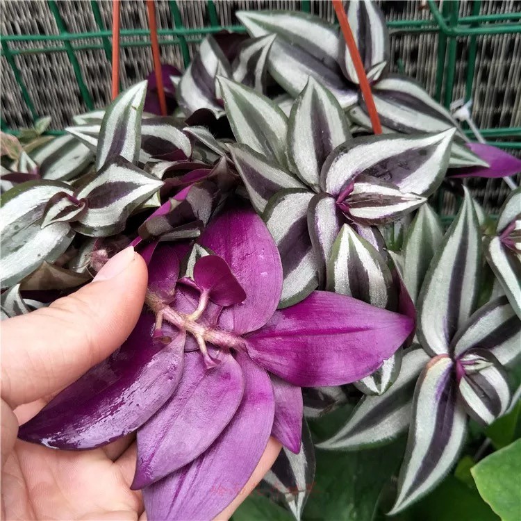吸甲醛吊兰紫罗兰紫叶吊竹梅吊兰盆栽金边吊兰金心 牡丹吊兰 不含盆