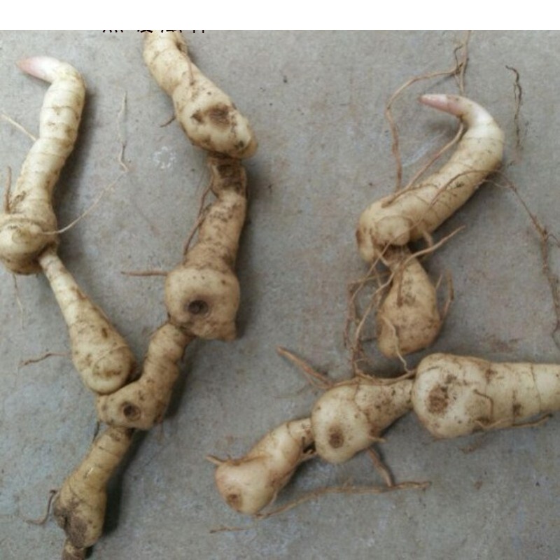 黄精种芽深山现挖新鲜黄精种苗芽种鸡头根甜黄精干黄精500克一斤