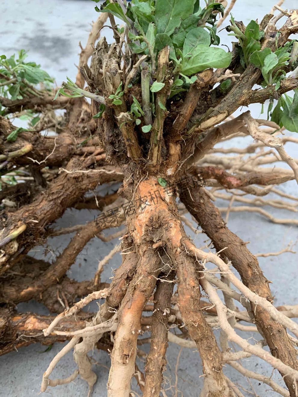 江影清枸杞叶苗枸杞菜枸杞苗菜用枸杞根头老桩枸杞盆栽种植现挖35年