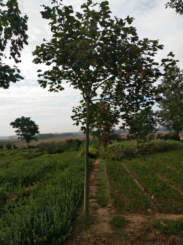 树苗 中国梧桐 桐树小苗 青铜树 庭院行道绿化苗木风景观赏树 青桐苗