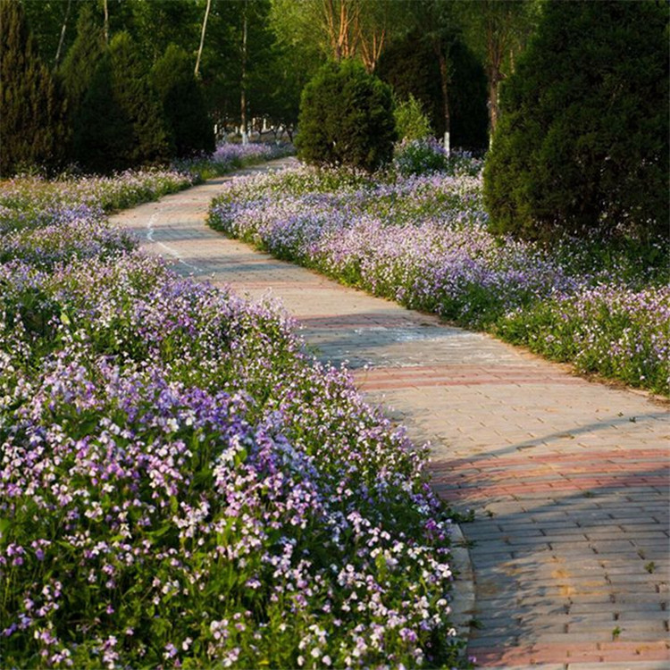 玮艺四季开花冬季耐寒花种籽子室外花卉植物种子花路边绿化花草二月兰