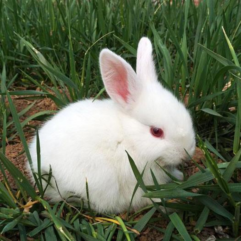 【京东推荐】兔子小兔子兔子活物小白兔兔子活体宠物兔肉兔家兔健康