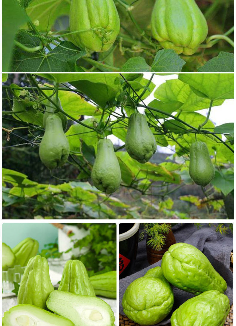 佛手瓜苗秧带芽带土高产四季佛手瓜瓜种食用龙须菜瓜种扶手瓜盆栽秋颖