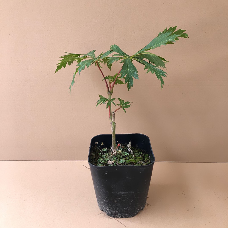 舞孔雀枫树羽团扇枫羽扇槭进口枫树品种庭院树盆栽枫树舞孔雀不含盆