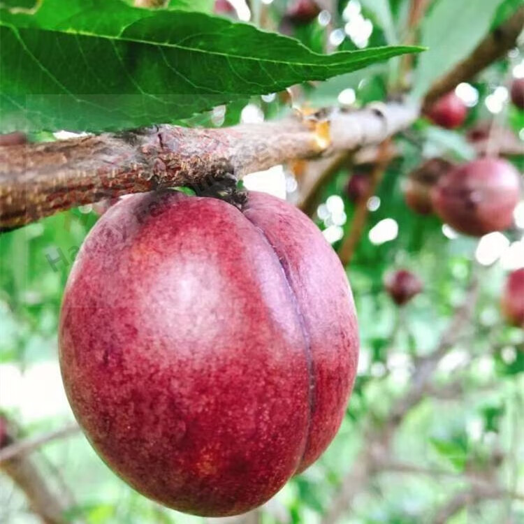 媚调 现货如皋紫桃新鲜血桃离核油桃富含花青素酸甜口感现摘 5斤(5-6