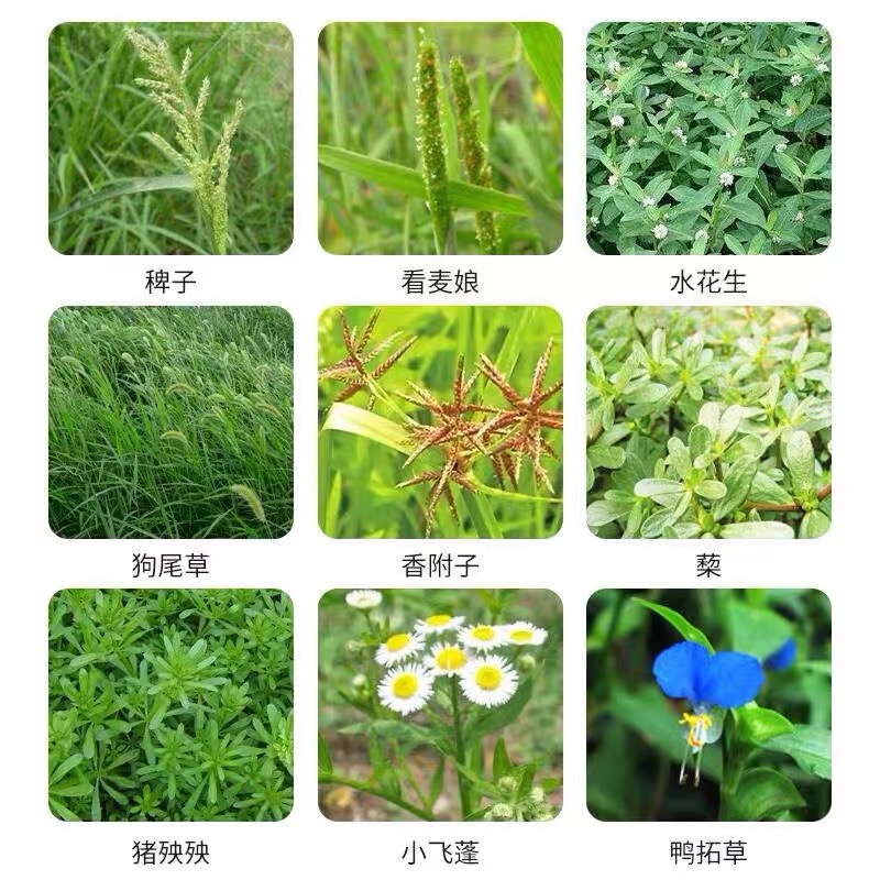 草甘膦除草烂根剂杂草除草剂滴酸草甘膦除草神剂甘草磷立本200ml3瓶