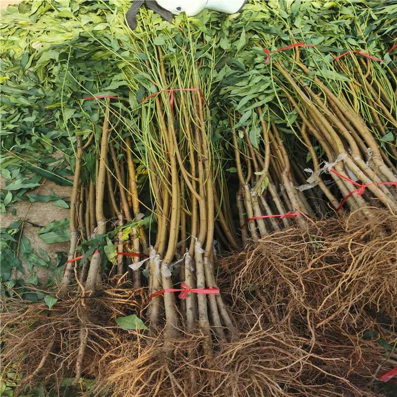 精选桃树苗嫁接新品种早熟晚熟冬桃血桃苗盆栽地栽南北方当年结果树苗