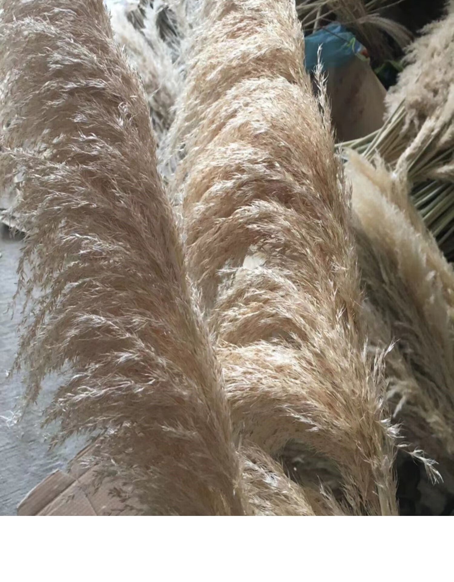 天然芦苇干花网红真花花束客厅摆设蒲苇鲜花装饰阳台摆件ins仿真 本色