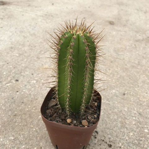 精选现发多肉植物仙人球仙人棒金丝猴黑金刚金琥金冠肉肉花卉盆栽黄金