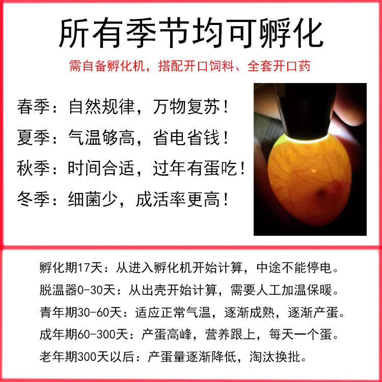 可孵化鹌鹑蛋种蛋受精蛋巨型白莎维麦脱法国巨型芦丁