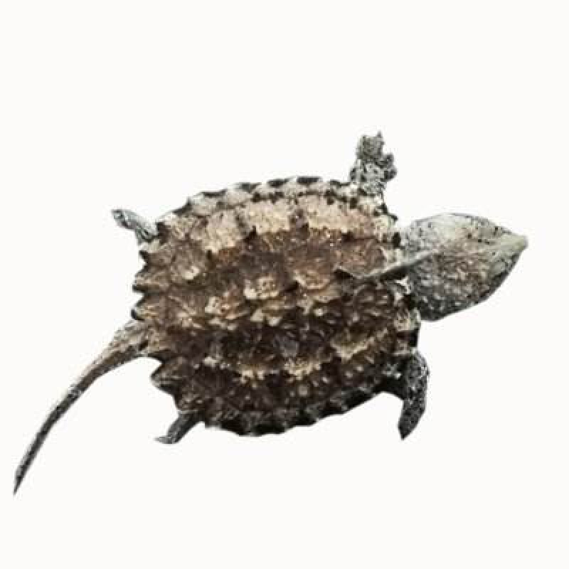 【京东推荐】原种纯佛爆刺龟杂佛龟苗宠物龟小鳄佛