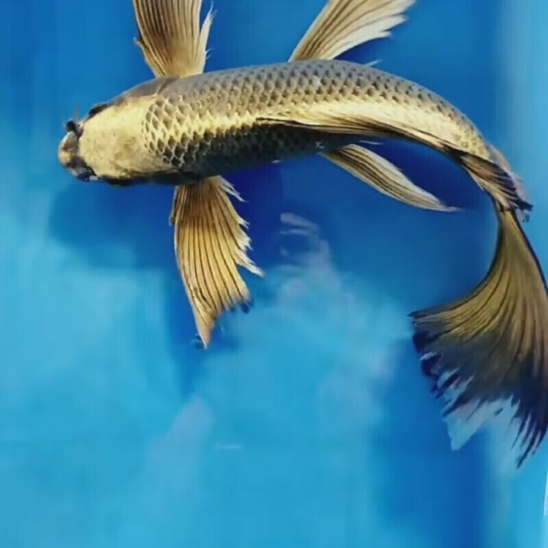 店铺推荐黄金松叶锦鲤鱼冷水鱼活体常温观赏鱼长短尾随机发货1315cm