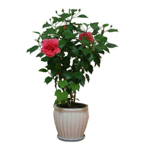 豹点大红花扶桑花朱瑾盆栽花苗阳台庭院四季开花扶桑花重瓣耐干耐寒