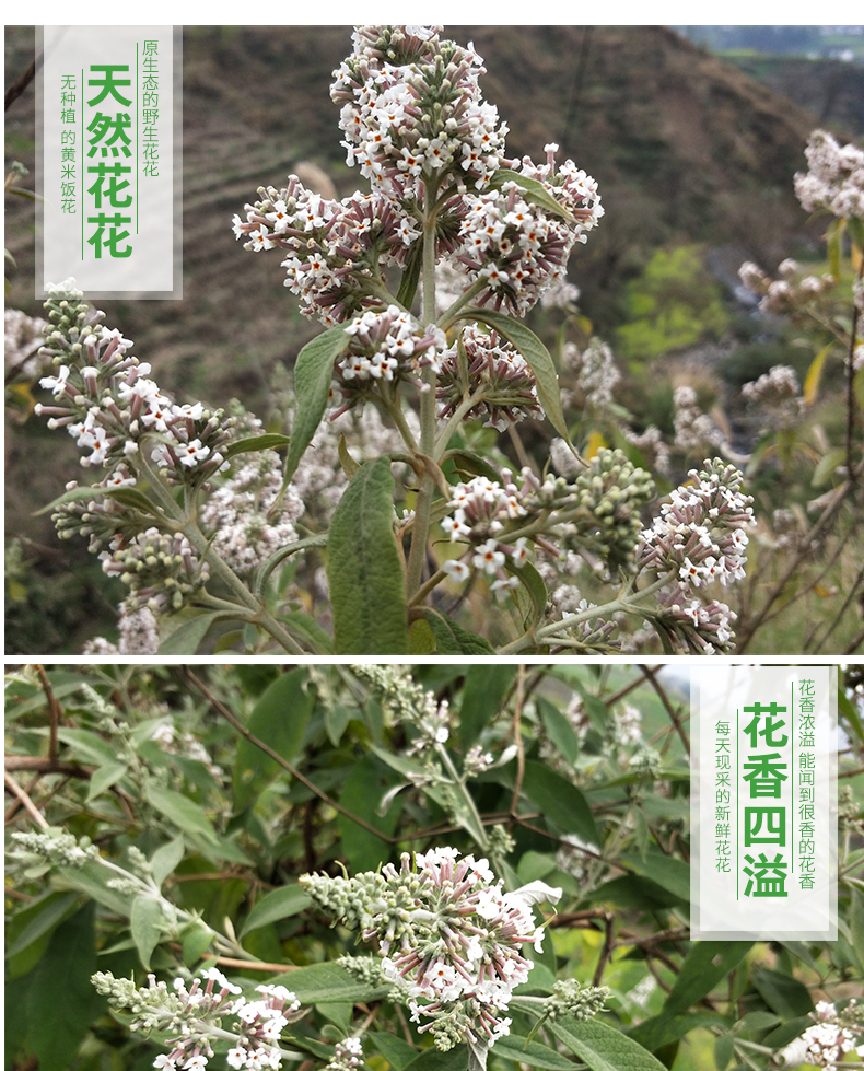 自选好物贵州广西野生密蒙花染饭花糯米花植物染料花米饭黄饭花