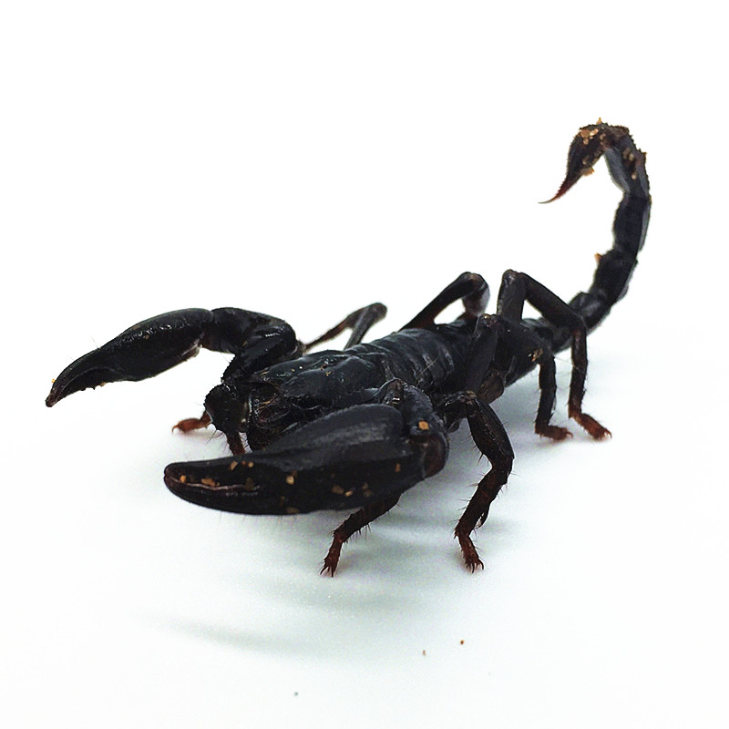 大个体宠物雨林蝎异类温顺新手品种好养办公室宠物216cm朴彩pucai4cm