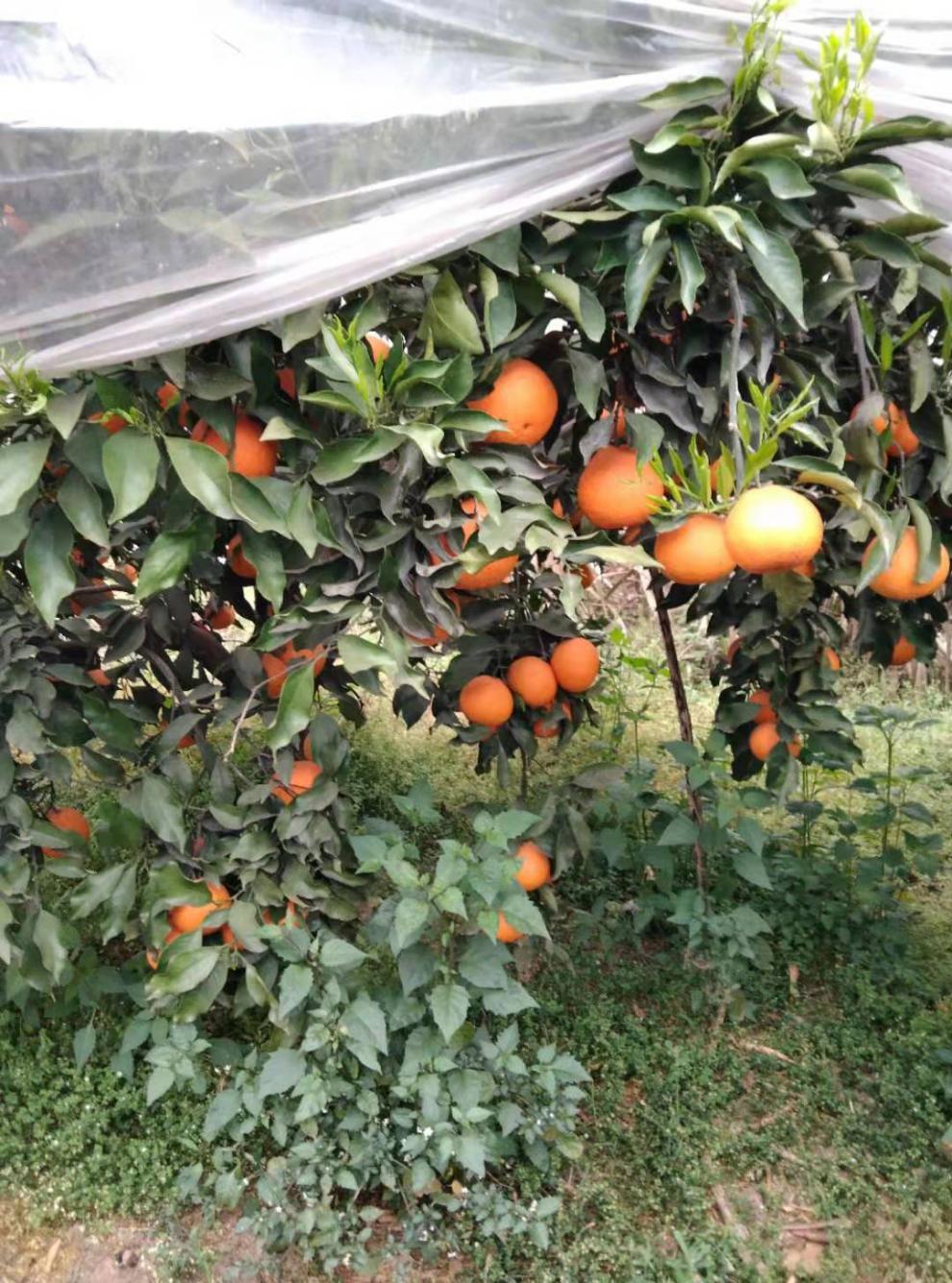 四川果冻橙青见橙子爱媛脐橙水果新鲜当季38号冰糖橙桔子510斤团建