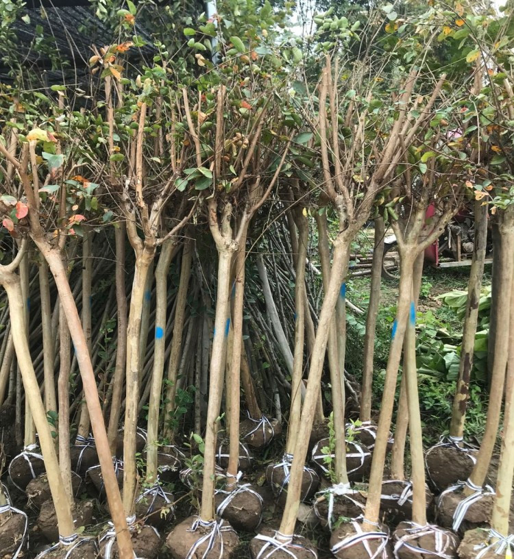 紫薇花树苗 紫薇苗紫薇树苗红火箭紫薇花苗百日红紫薇小苗占地拆迁