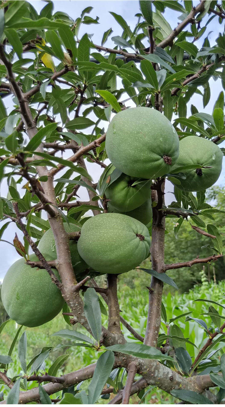 【精选生鲜】云南特产临沧新鲜酸脆木瓜新鲜水果青木瓜农家白花木瓜 