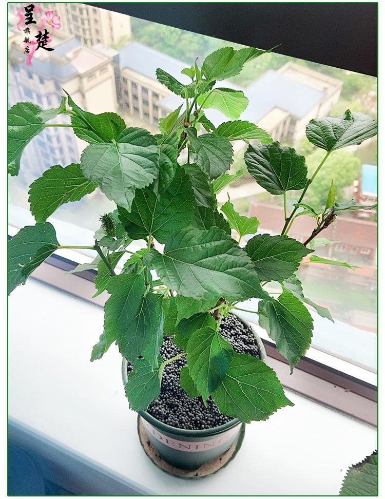 桑葚苗四季盆栽室内桌面桑树苗带果庭院阳台种植果树当年结果无籽大十