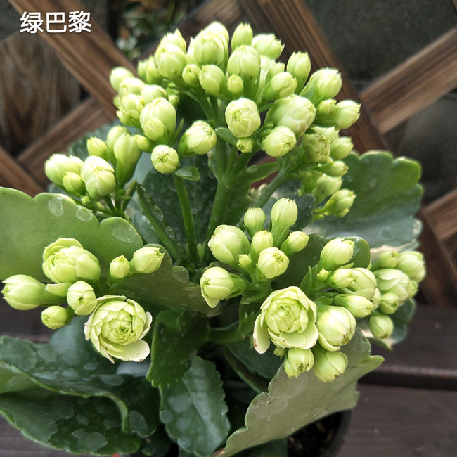 沭之美长寿花巴黎系列绿巴黎盆栽丹麦重瓣大花品种粉红色粉佳人不含盆