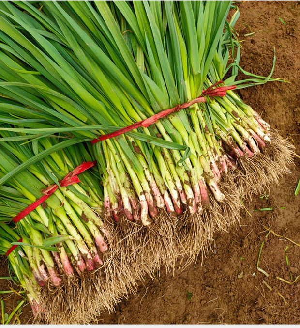 【精选果蔬】新鲜蒜苗红皮大蒜苗现摘时令蔬菜紫皮青梗香蒜苗农家自种