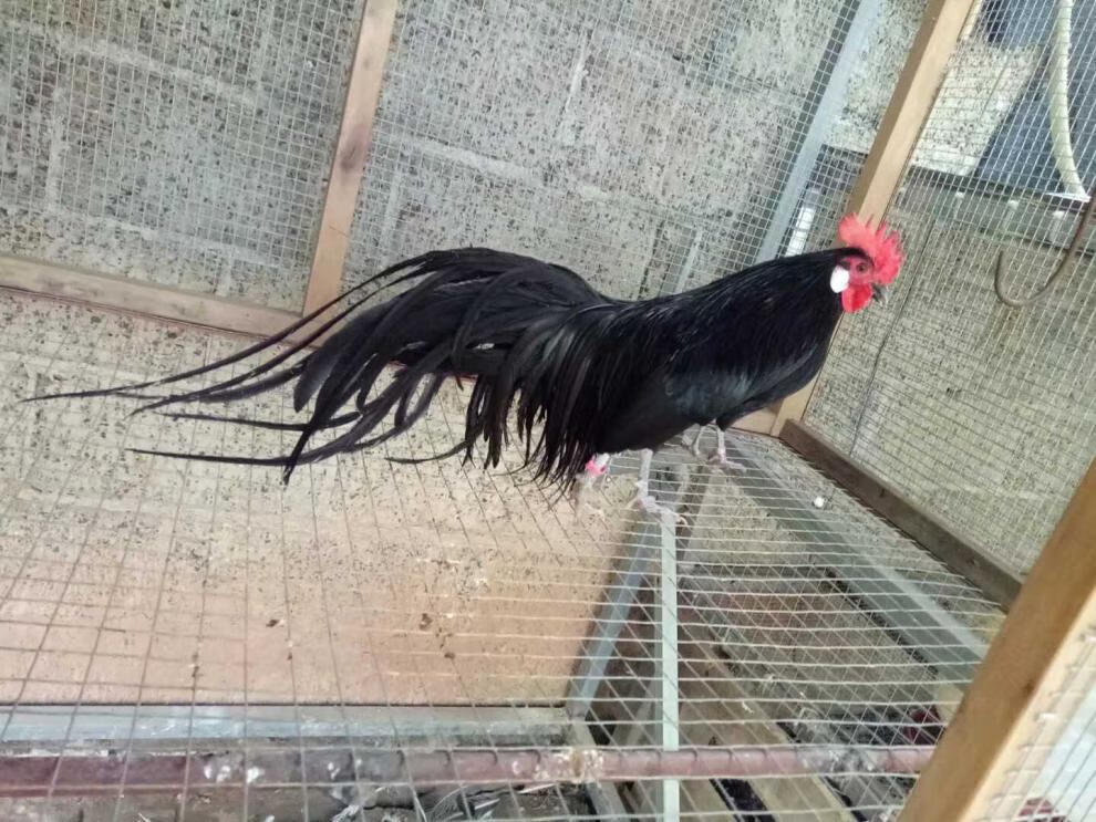 鸡苗活体白黑色日本长尾鸡种蛋受精蛋可孵化小鸡观赏鸡苗受精种蛋