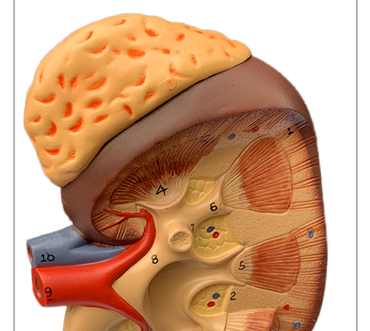 肾小球模型三部件【图片 价格 品牌 报价】-京东