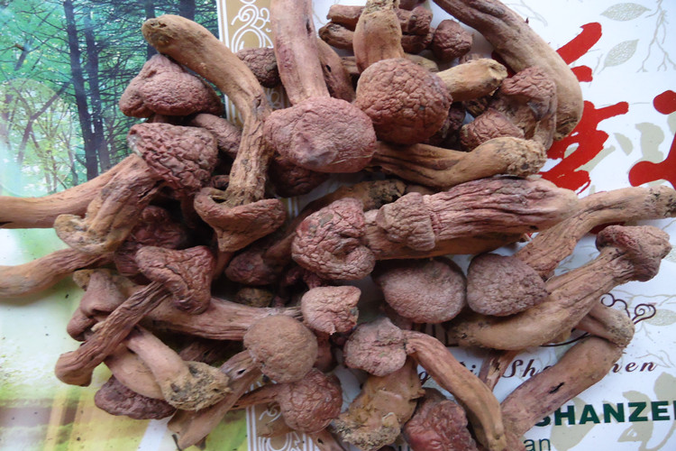 东北特产红蘑红蘑菇干货松树伞松蘑菇肉蘑钉菌250g全国