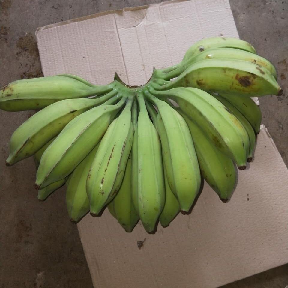 广西大芭蕉 牛角蕉 牛蕉 新鲜采摘青蕉发货 5斤芭蕉【图片 价格 品牌