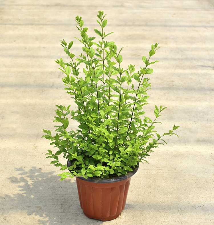 亮金女贞花叶六道木新品彩叶树室外地栽盆栽好养易活耐热耐寒 亮金