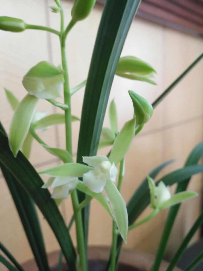 带花苞浓香正宗素心银边大贡古时贡品香味霸道清冽四季兰花6苗连体2