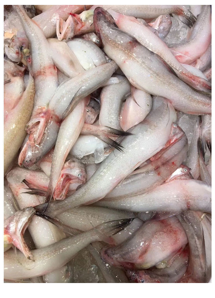 东海豆腐鱼海鲜新鲜九肚鱼龙头鱼鲜活冷冻丁鱼水潺展志曼智广纳力驰3