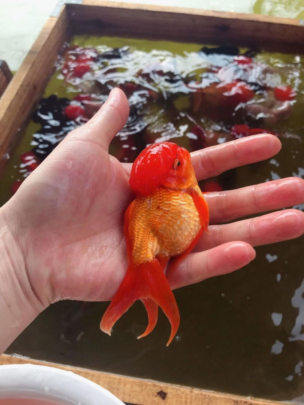 金鱼国狮红狮头活鱼黑狮头淡水鱼冷水鱼活体观赏鱼渔场 6-7cm 红白狮