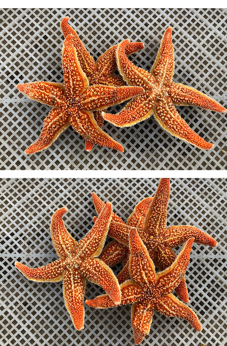 海星海鲜鲜活水产满籽青岛泛滥新鲜大个五角星海五星熟冻活的 3斤