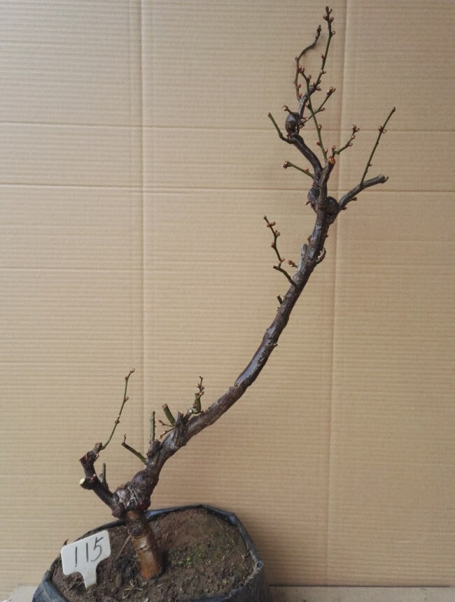 龙游梅游龙梅花盆景红梅花盆栽树桩老桩腊梅耐寒冬季开花植物 5年游龙