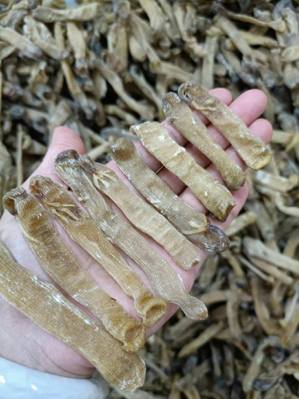 北京同仁堂原料野生中沙虫干海肠沙肠子海人参海虫干货海鲜海产广东