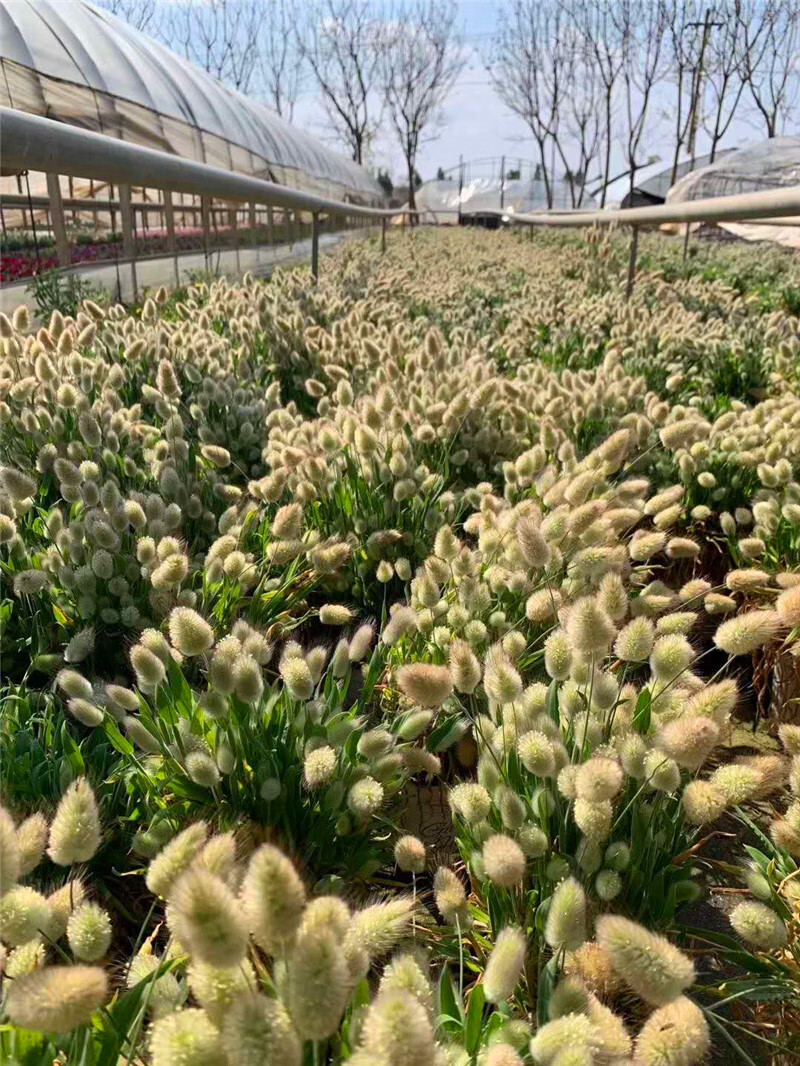 蓝羊茅观赏草地植物造景大苗盆栽耐寒耐旱多年生长四季常青z2 粉黛乱