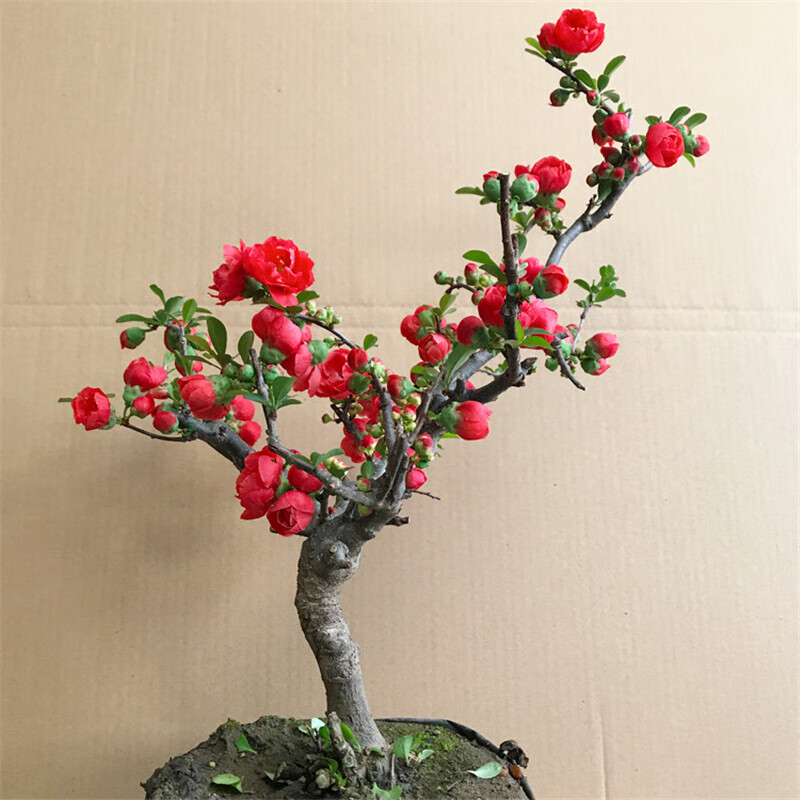 长寿冠海棠盆景盆栽日本海棠树桩海棠果室内绿植花卉 复色海棠 二十年