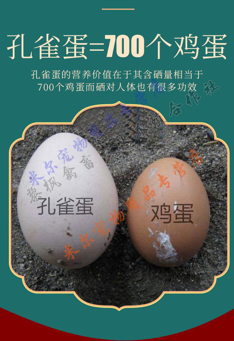 天弗纯种蓝白花孔雀成年种鸟受精种蛋可孵化蛋孔雀苗